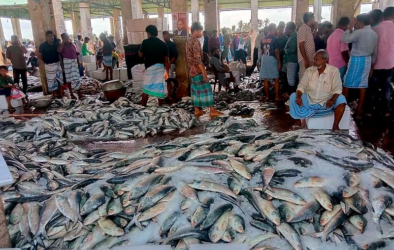 কক্সবাজার শহরের নুনিয়াছটা ফিশারি ঘাটে বিক্রির জন্য রাখা ইলিশ। আজ দুপুরে